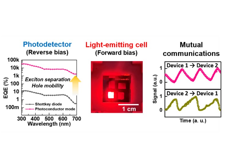 A light-emitting and detecting bifunctional device based on the bias-selective redox activity of a polymer