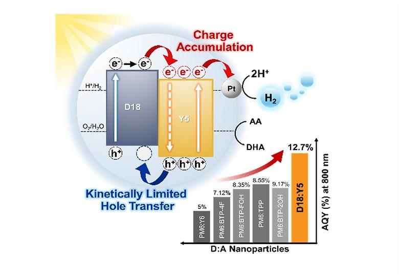 Dual Impact of Long-Lived Localized Carriers Induced by Restricted Hole Transfer in Organic Photovoltaics and Photocatalytic Hydrogen Evolution
