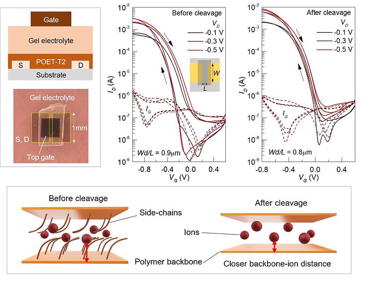 Ion–Backbone Accessibility Enables Unity Doping Efficiency in Organic Electrochemical Transistors